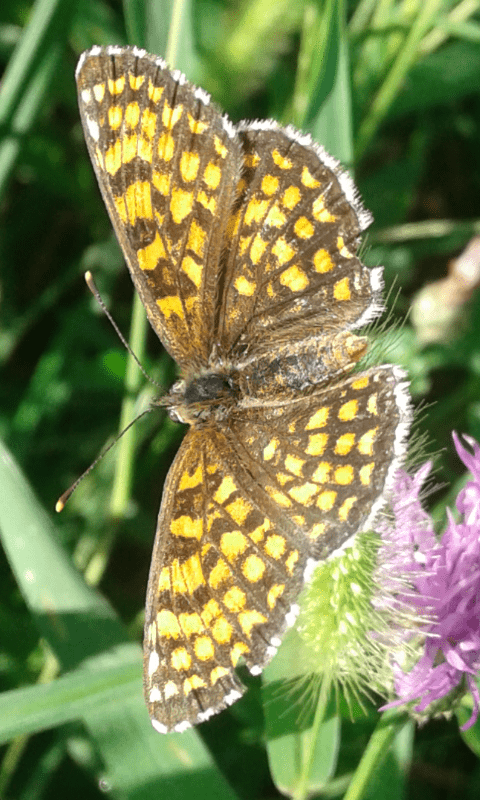 Nymphalidae : Melitaea athalia?